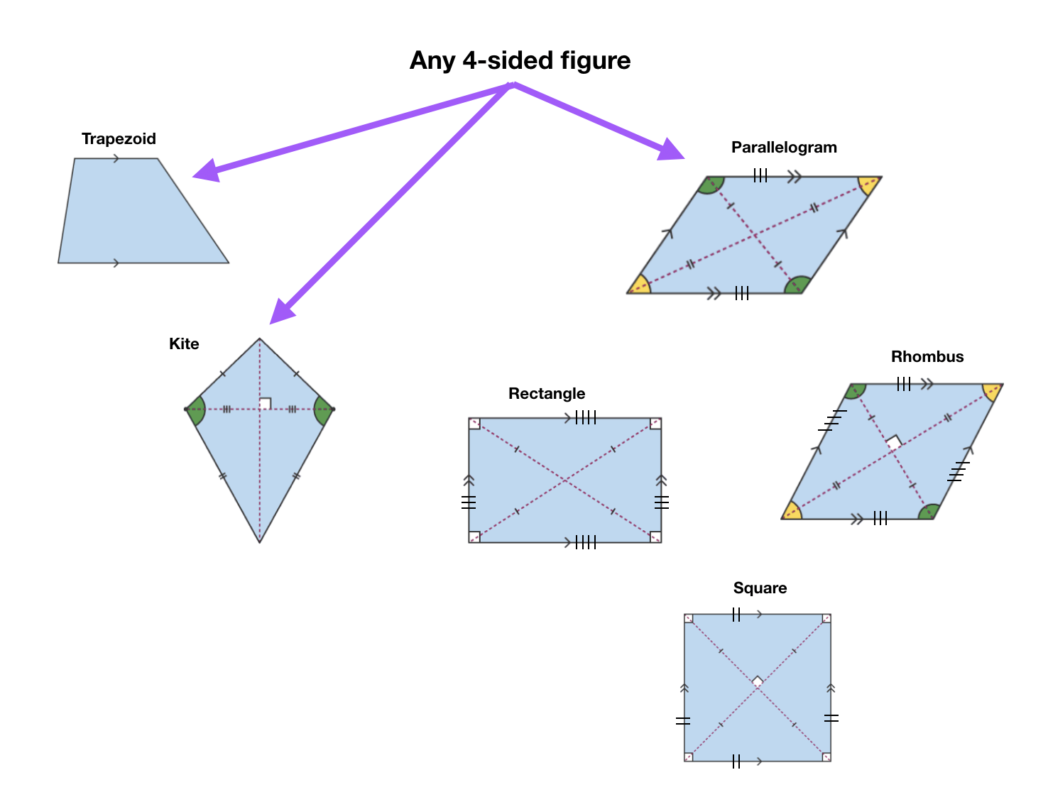 quadrilateral family tree