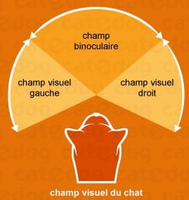 Champ De Vision Des Animaux Activity Builder By Desmos