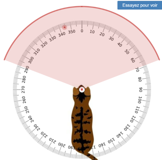 Champ De Vision Des Animaux Teacher Guide