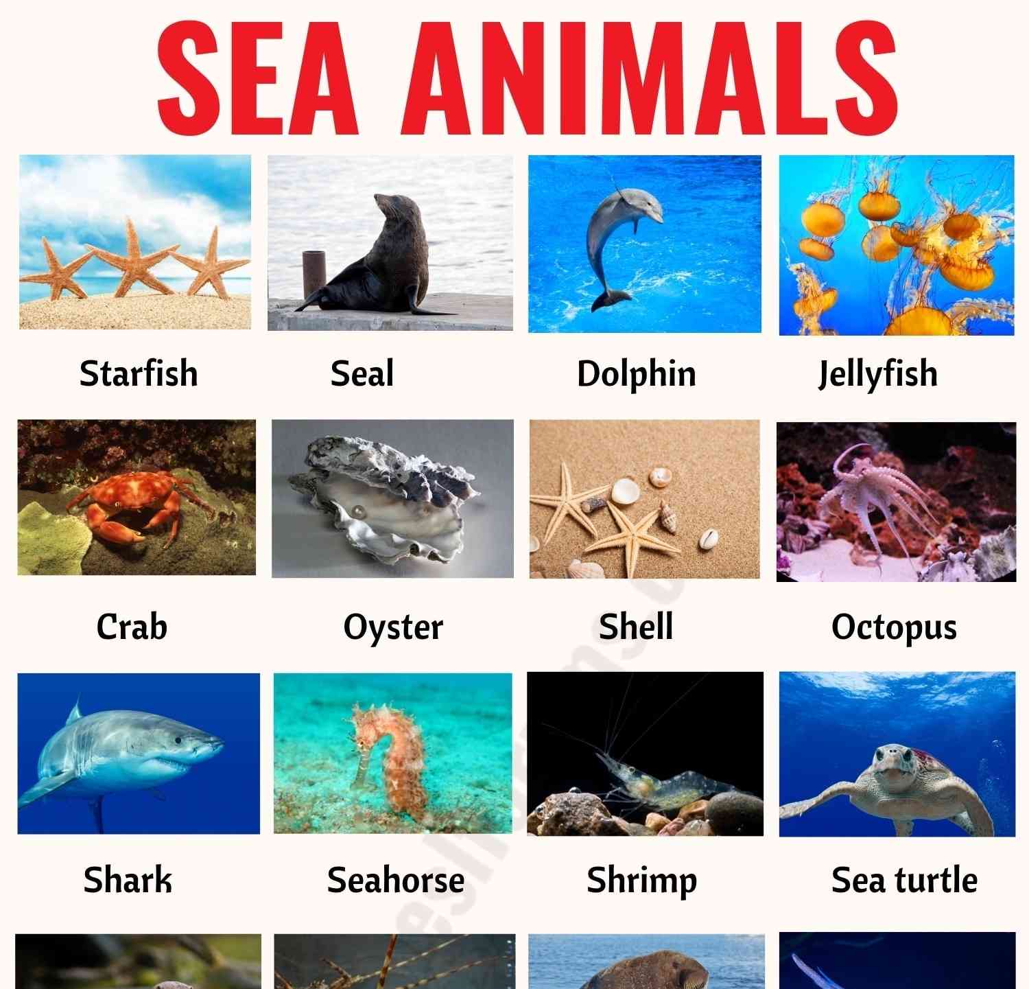 Sea Animals Polygraph By Desmos